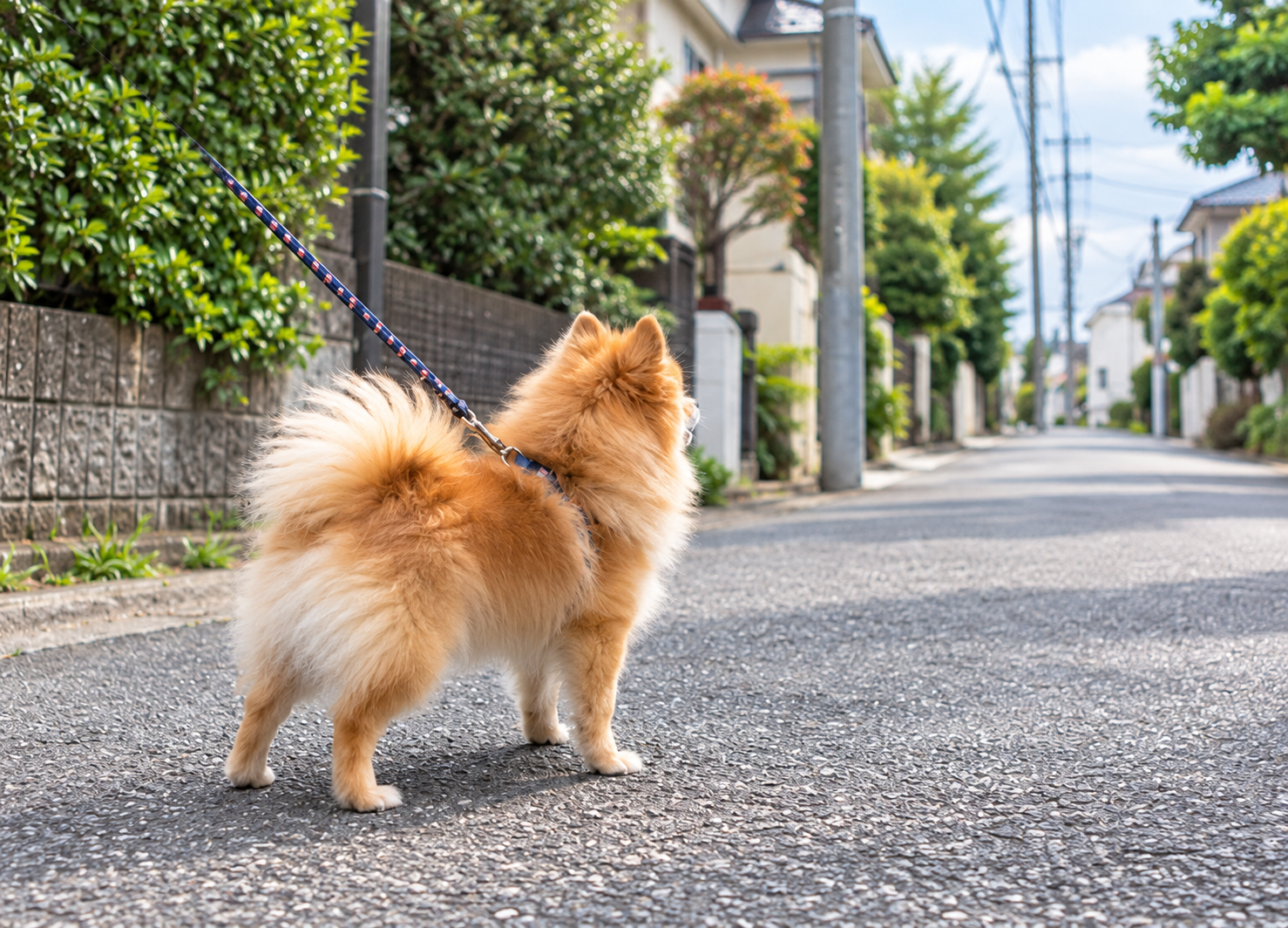 散歩中に大きな犬を気にするポメラニアン