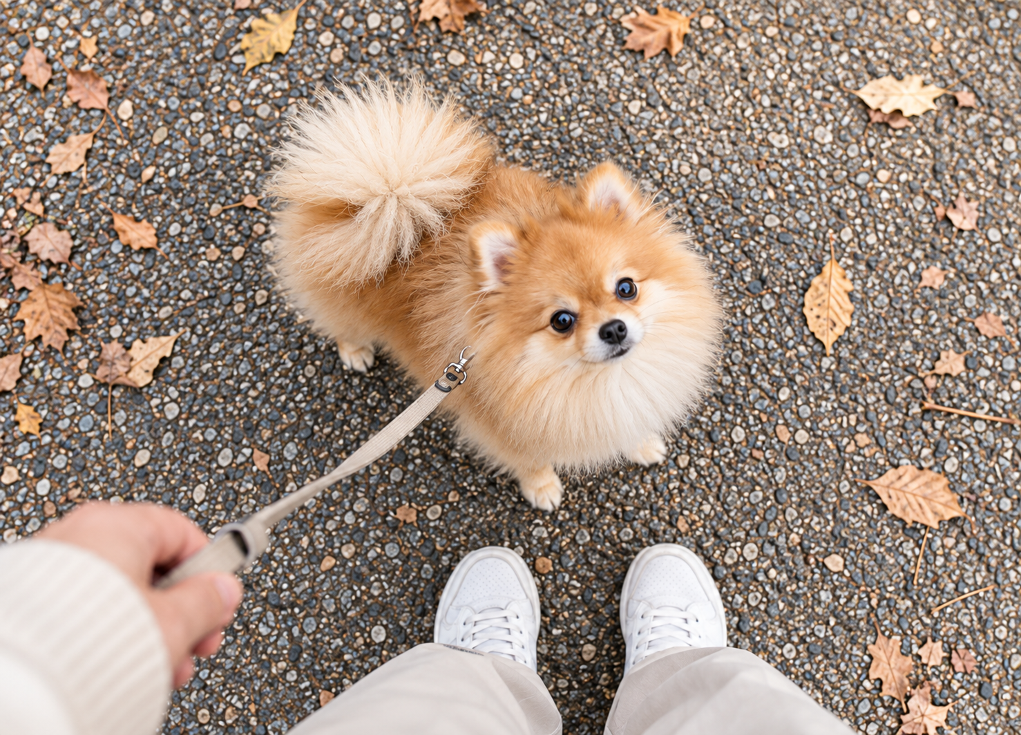 大型犬と適度な距離を取りながら散歩するポメラニアン