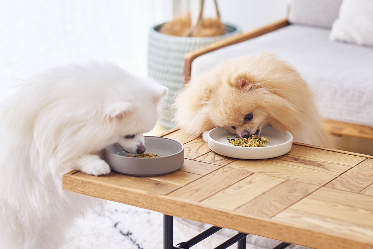 まごころごはんが大切にするワンちゃんの食事