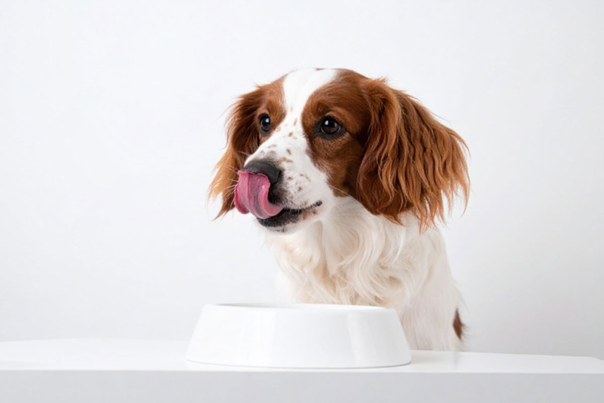 なぜShareZのごはんは食いつきがいいの？科学で解説！