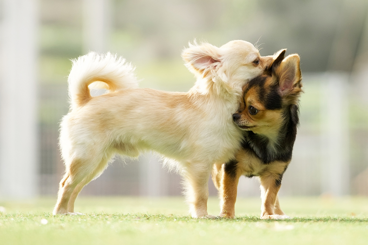 避妊・去勢後の体質変化、食事でサポートできる？ ～代謝の変化に合わせた“やさしいごはん”の考え方～