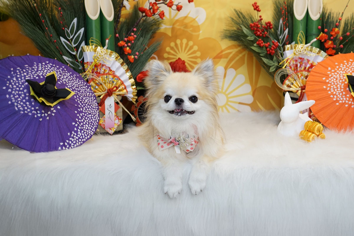 新しい一年、愛犬とどんな毎日を過ごしたいですか？ ～“今年の目標”をそっと考える元旦に～