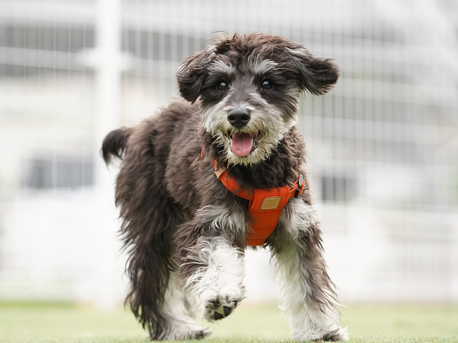 ミニチュアシュナウザーと暮らすなら、知っておきたい食事の考え方 ～体質の特長と、毎日のごはんの向き合い方～
