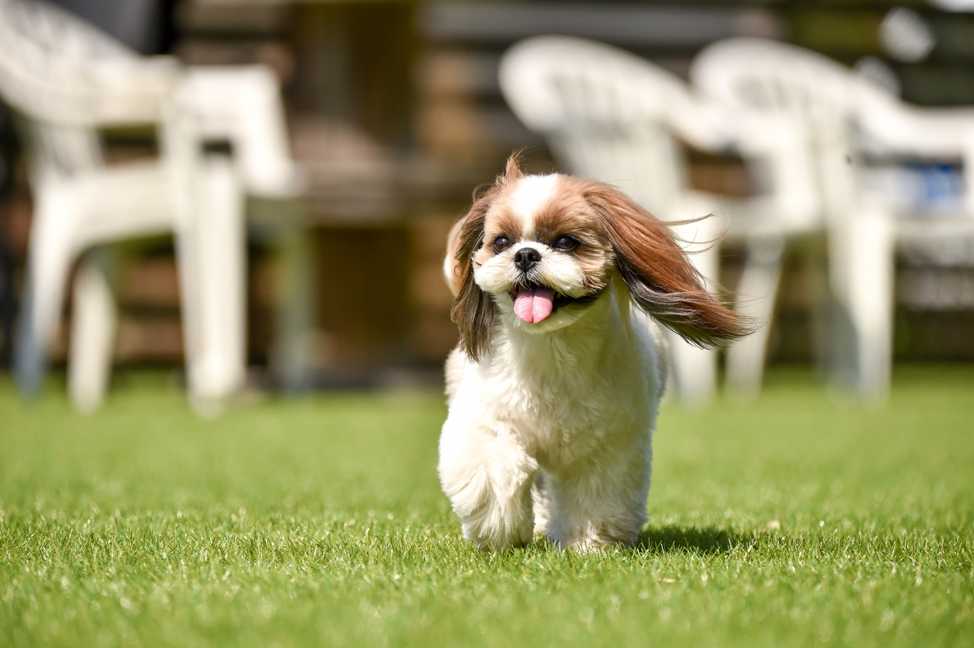 シーズーに多いと言われる体の悩みと、毎日のごはんの考え方 ～小さな体にやさしく寄り添う食事選び～