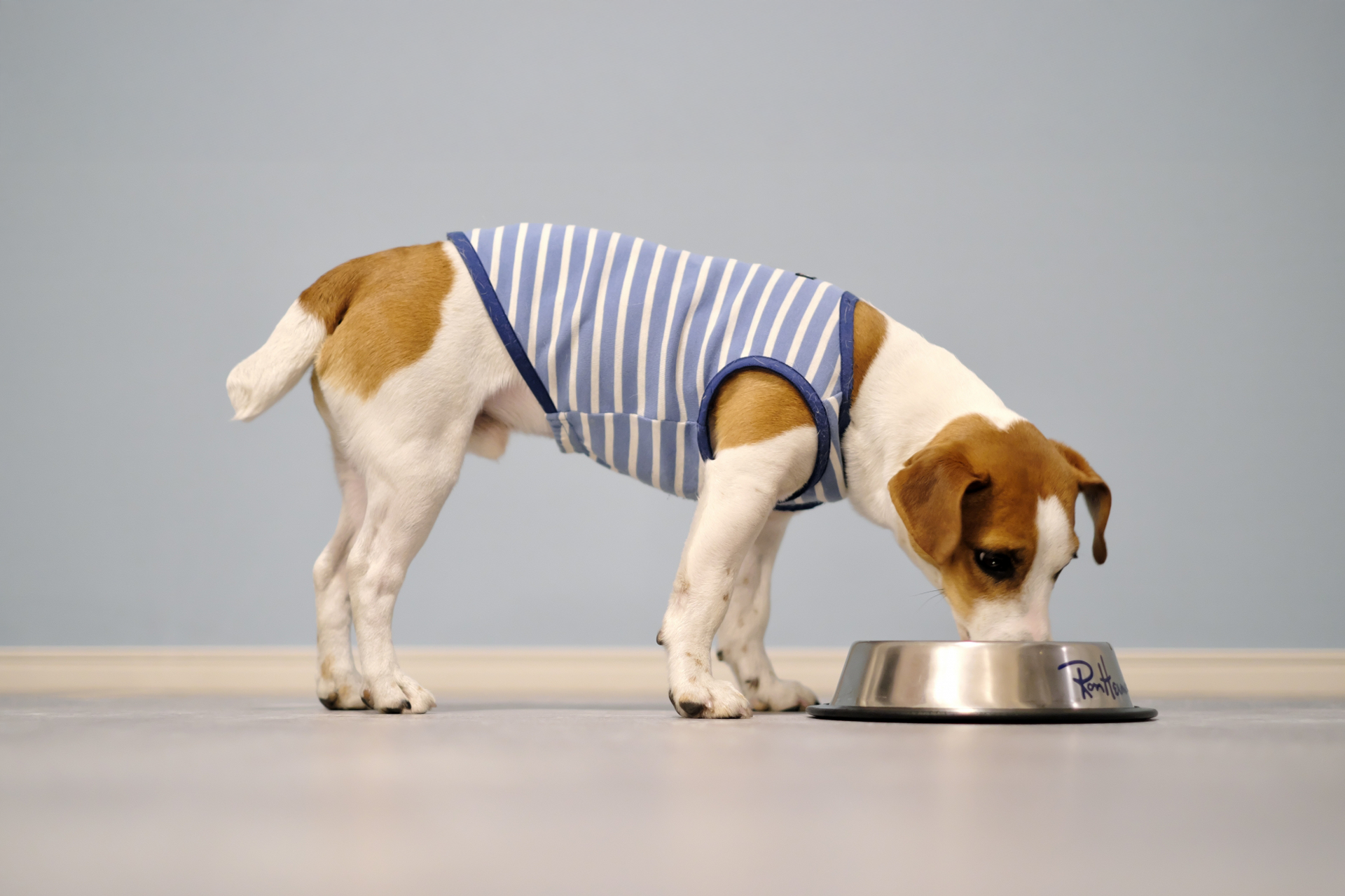 「ごはんの時間だけは絶対忘れない」 ～犬あるあるから考える、食事と生活リズム～