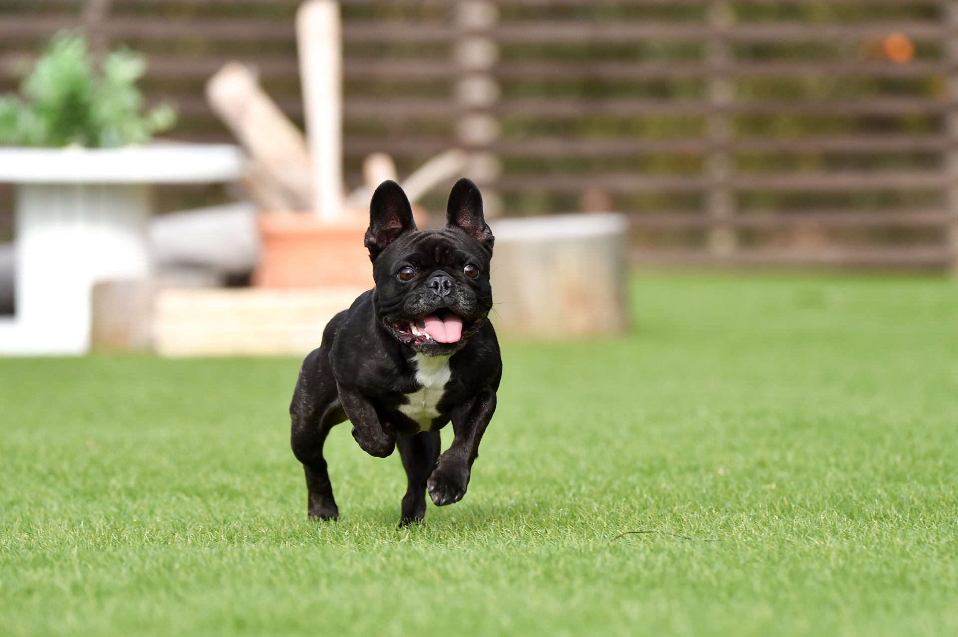 フレンチブルドッグあるあると食事の話 ～食いしん坊だけど、ちょっと繊細？フレブルごはんのポイント～