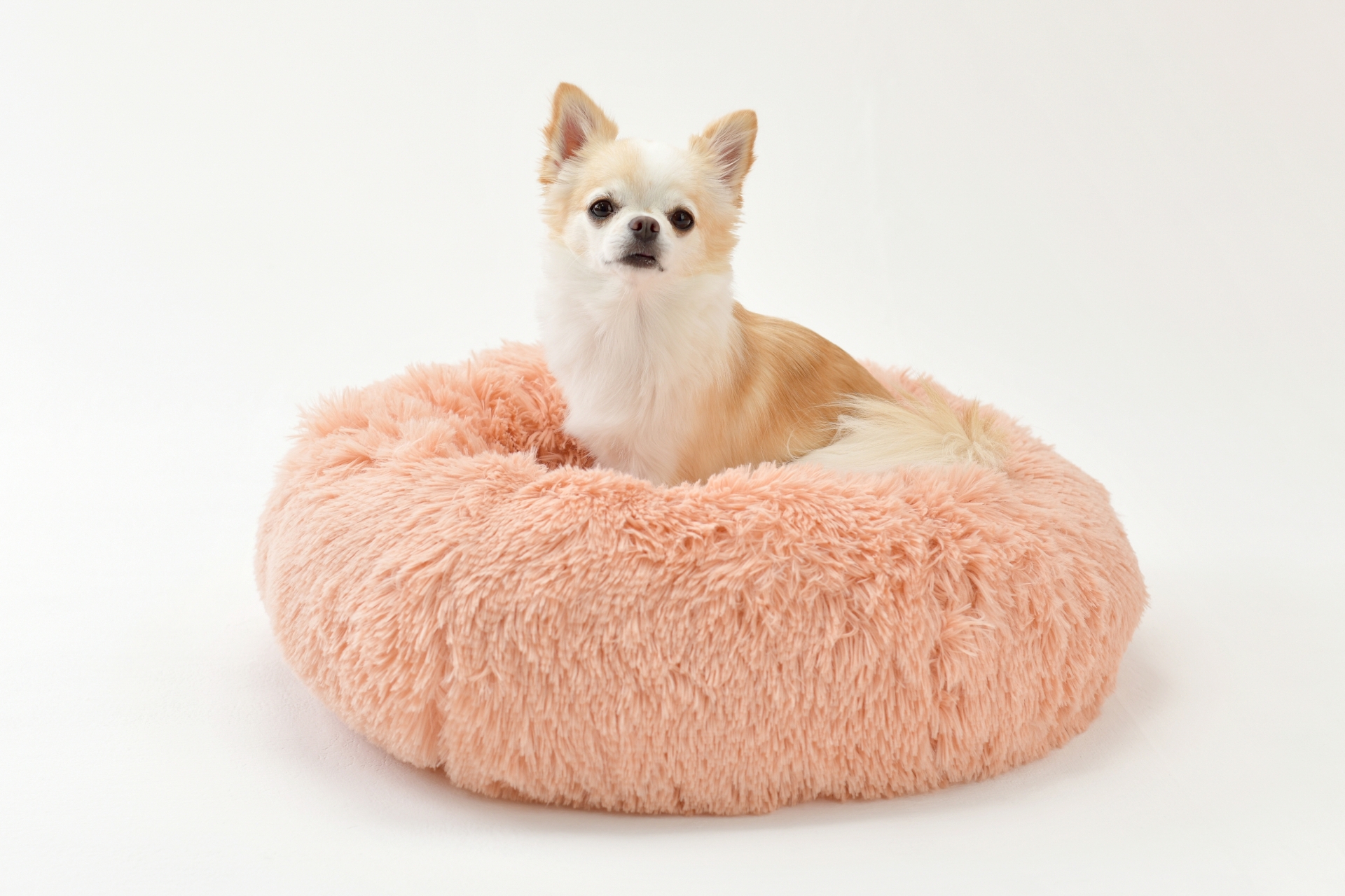 春の換毛期、愛犬のごはんで意識したいこと ～被毛の生え変わりをやさしく支えるヒント～