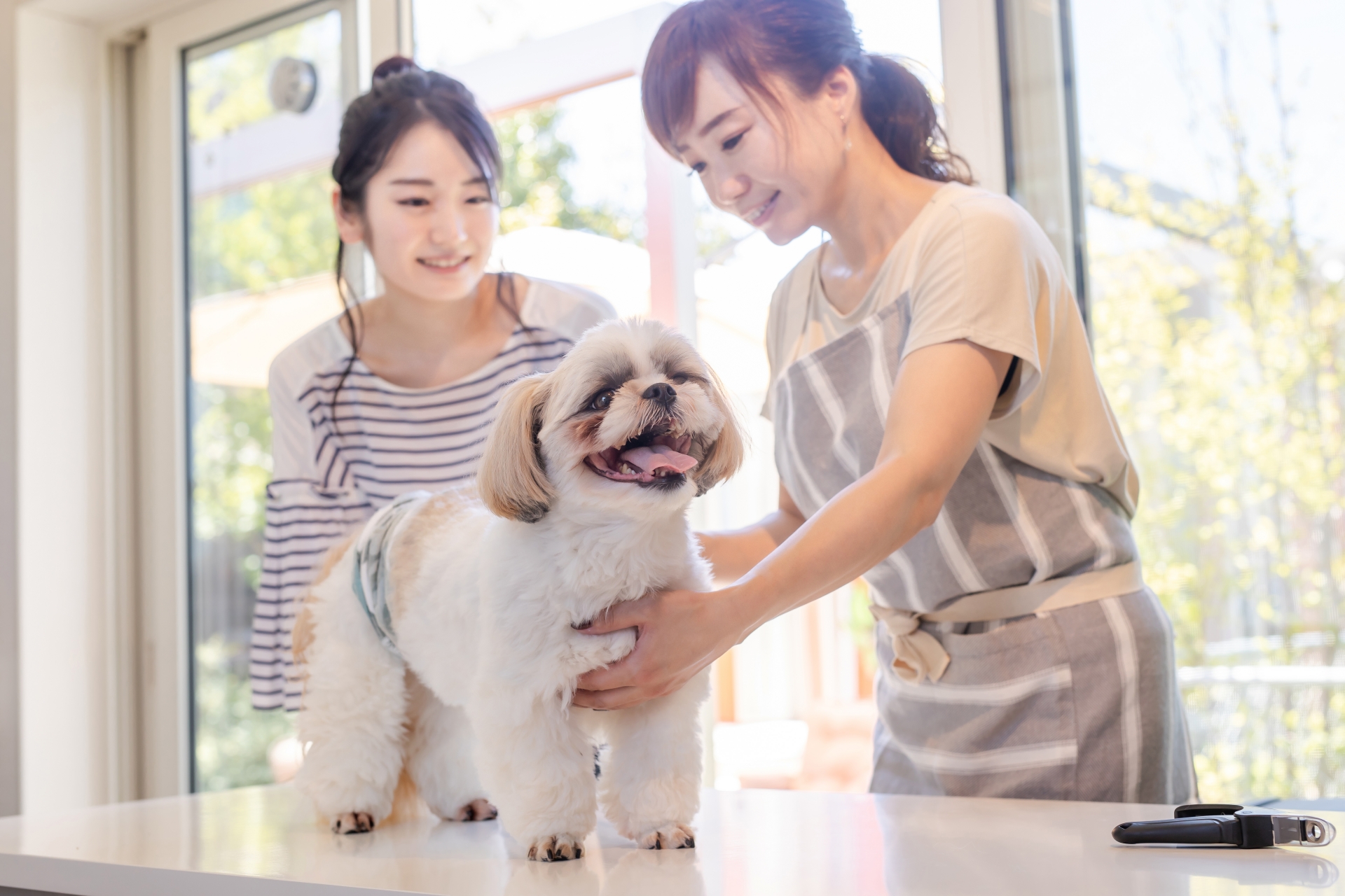 暑くなる前に考えたい、愛犬のトリミングのこと ～季節の変わり目を心地よく過ごすためのヒント～