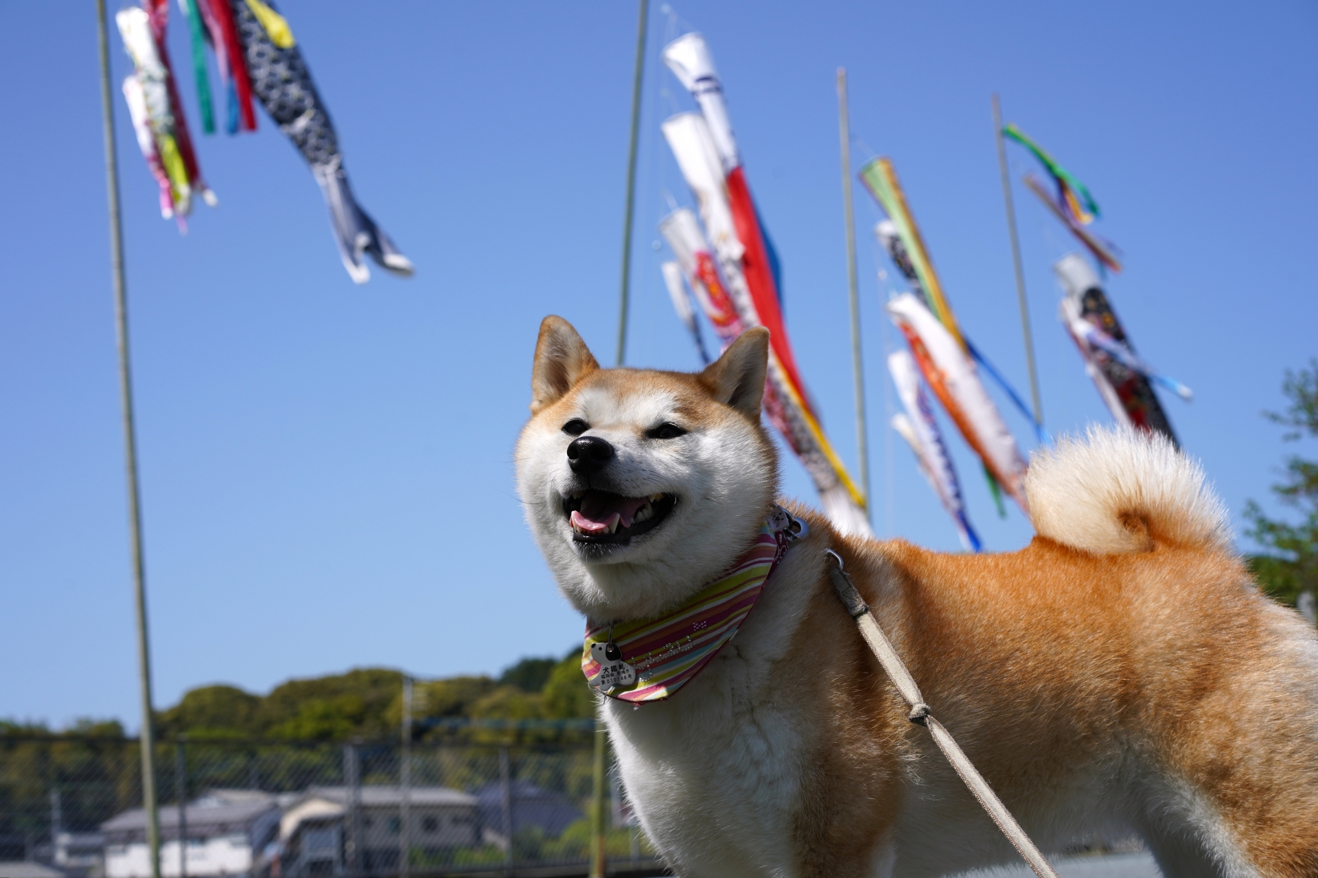 こどもの日はちょっと特別に ～愛犬と楽しむやさしいアレンジごはんのヒント～