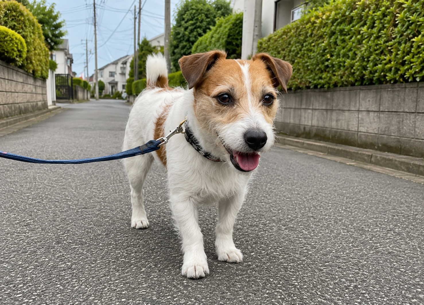 「散歩まだ行けます！」vs「飼い主もう無理です」 ～暖かくなる季節の“運動量あるある”～