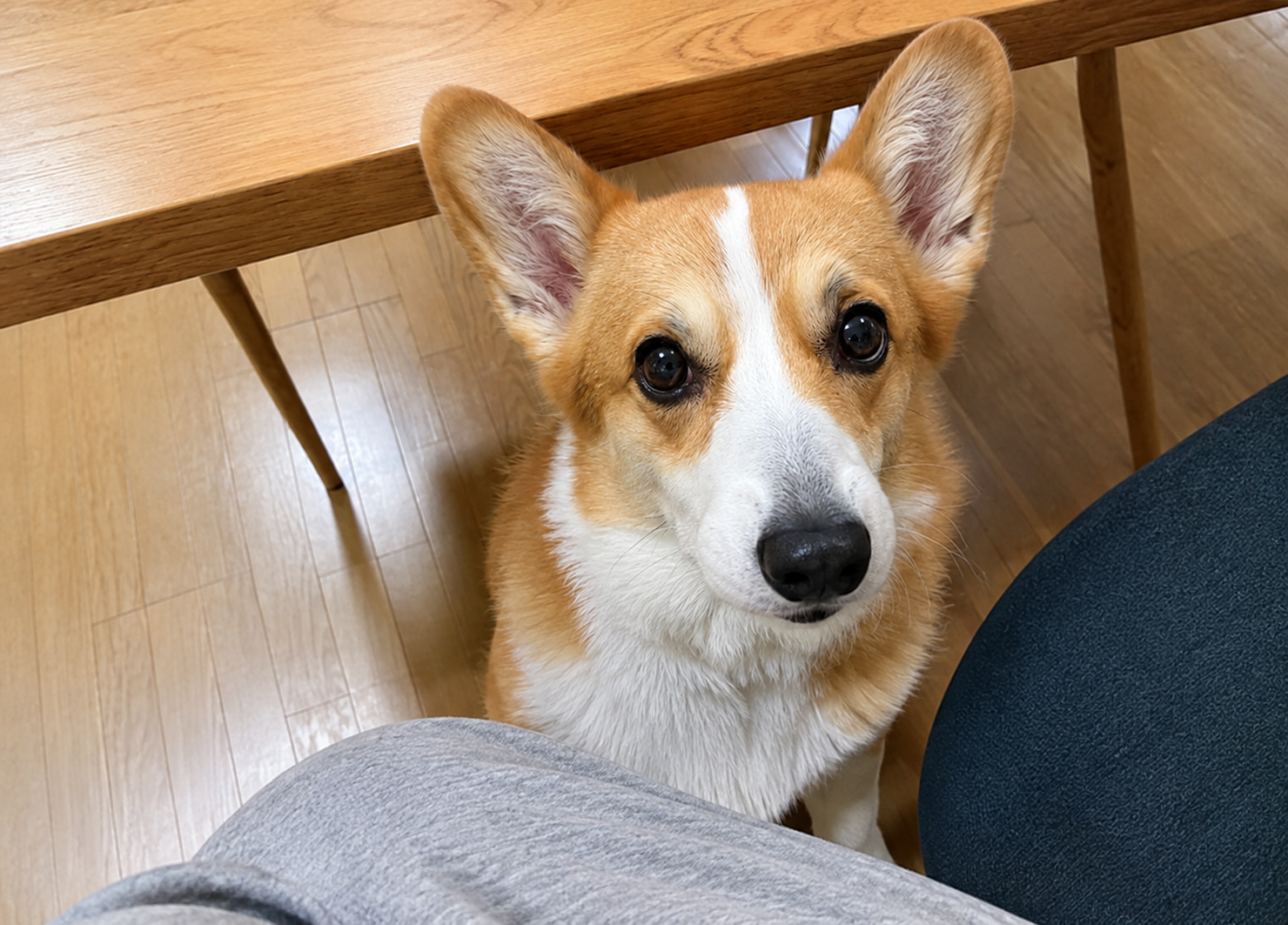 犬はなぜ飼い主が食べていると欲しがる？ ～「ちょうだい！」に隠れたワンコの気持ち～