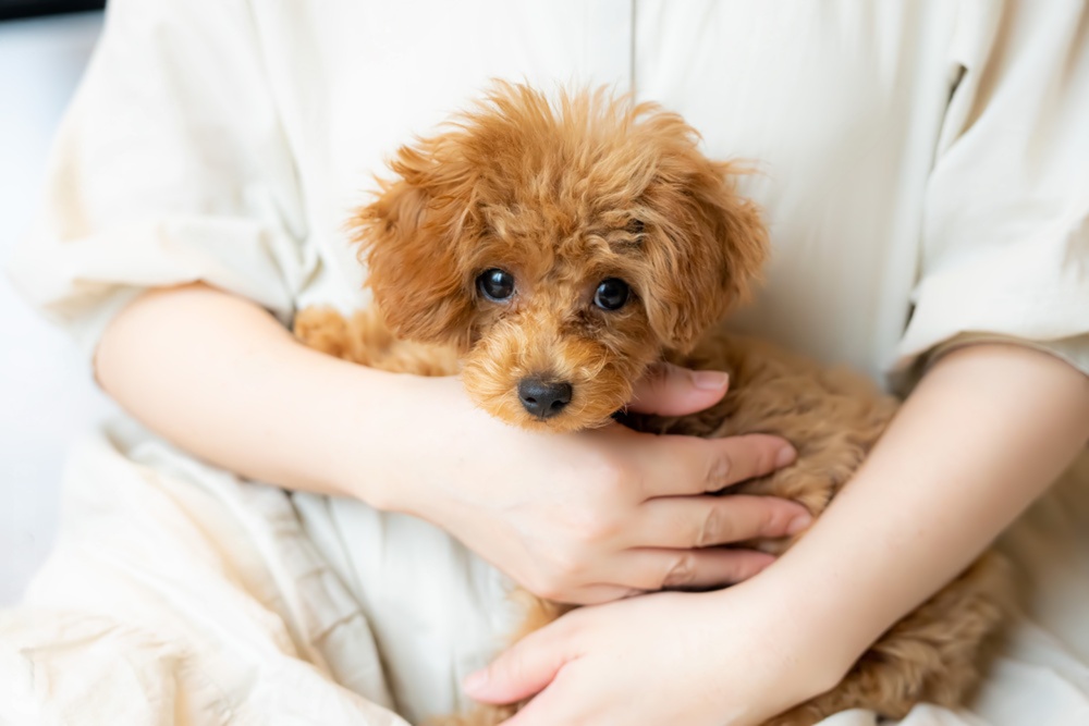 「グルテンフリー」って犬にも意味があるの？ ～アレルギー・皮膚トラブル・消化の視点からわかりやすく解説～