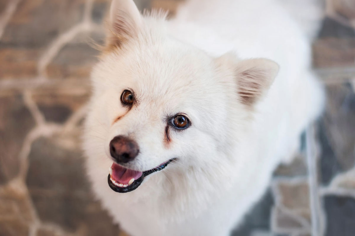 涙やけが気になるとき、食事でできること ～体の内側から整える、やさしいケアの考え方～