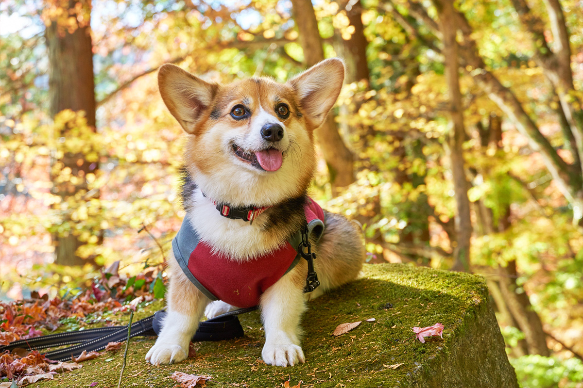 「旬の食材」が犬の体にうれしい理由 ～秋の恵みと、かぼちゃのやさしさ～