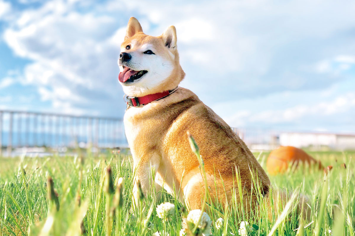 柴犬と手作りごはん～体質に合わせた食材選びと“まごころごはん”の考え方～