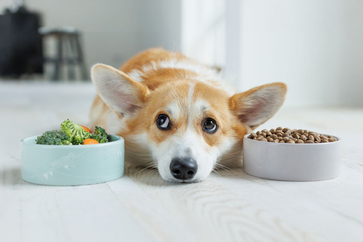 高齢犬・成犬・子犬、それぞれの“食べやすさ”の工夫 ～自然食材だからこそできる、やさしいごはんのかたち～