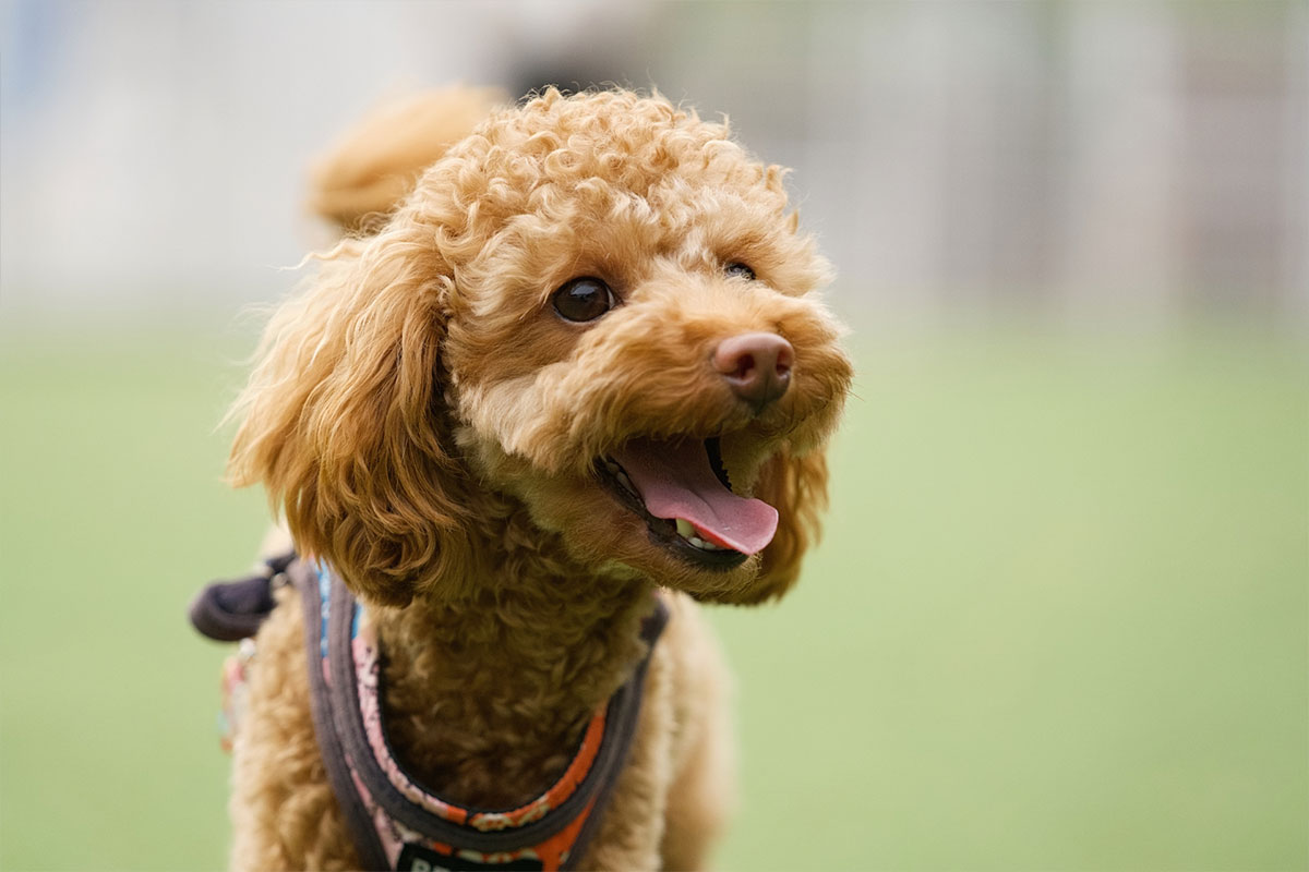 トイ・プードルの“お口トラブル”、食事でできることは？ ― 手作りごはんが支えるお口の健康 ―