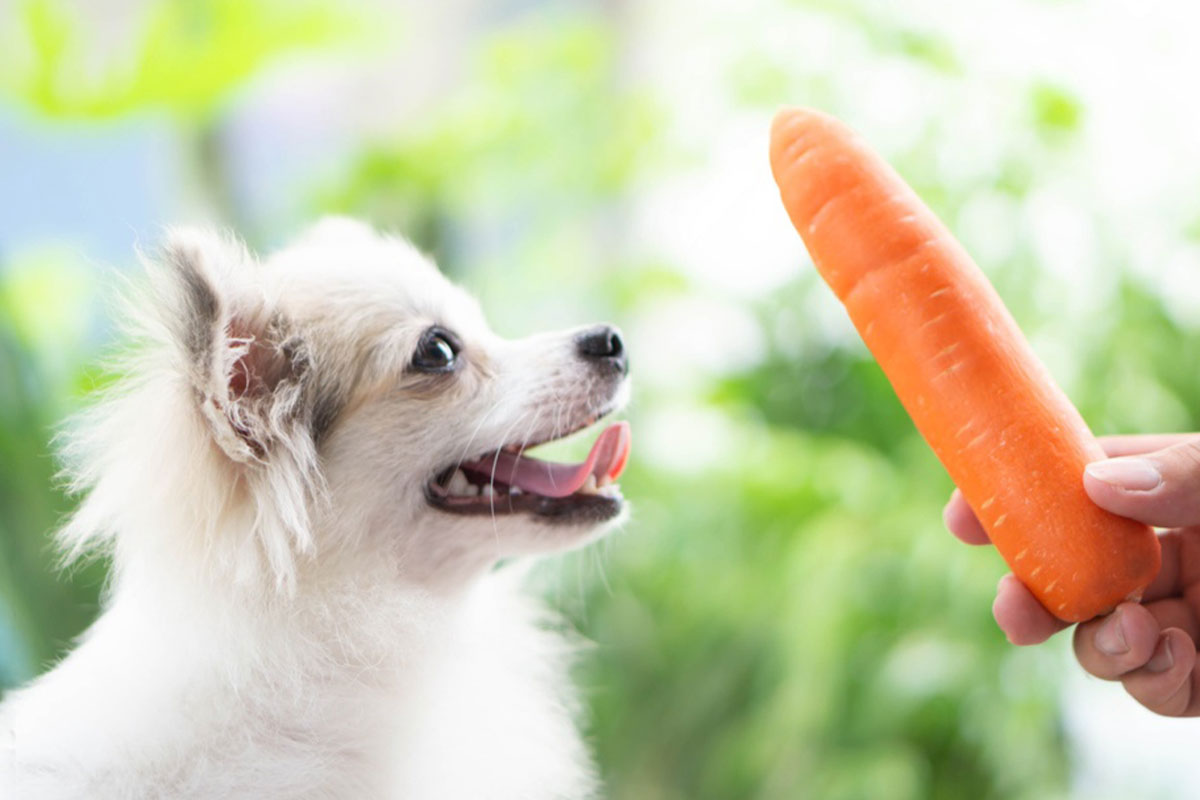 「野菜を食べると犬は元気になる？ ― 食物繊維と腸の関係」ー