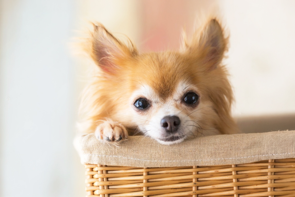 チワワにぴったりのごはんとは？ ～小さな体を支える“やさしい自然食”のちから～