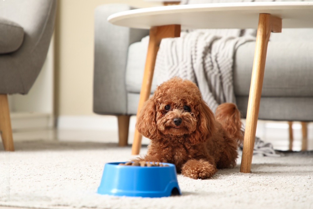 天然食材の香りが犬の“食べたい”を引き出すメカニズム ～“香り”は、もっとも大切なごちそう～