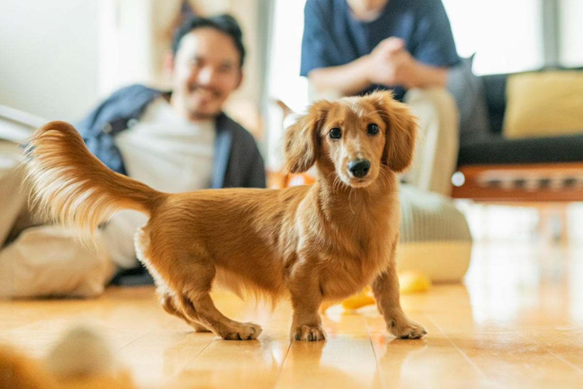 ダックスフンドにぴったりのごはんとは？ ～長い体を支える“やさしい自然食”のちから～