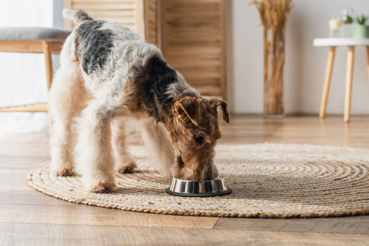 食のマンネリを防ぐ工夫② ～早食い・小食、それぞれの工夫～