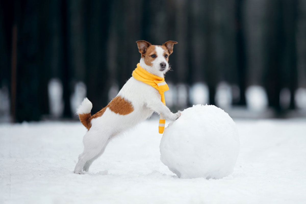 年末年始、愛犬とどう過ごす？ ～長いお休みだからこそ大切にしたい“いつものリズム”～
