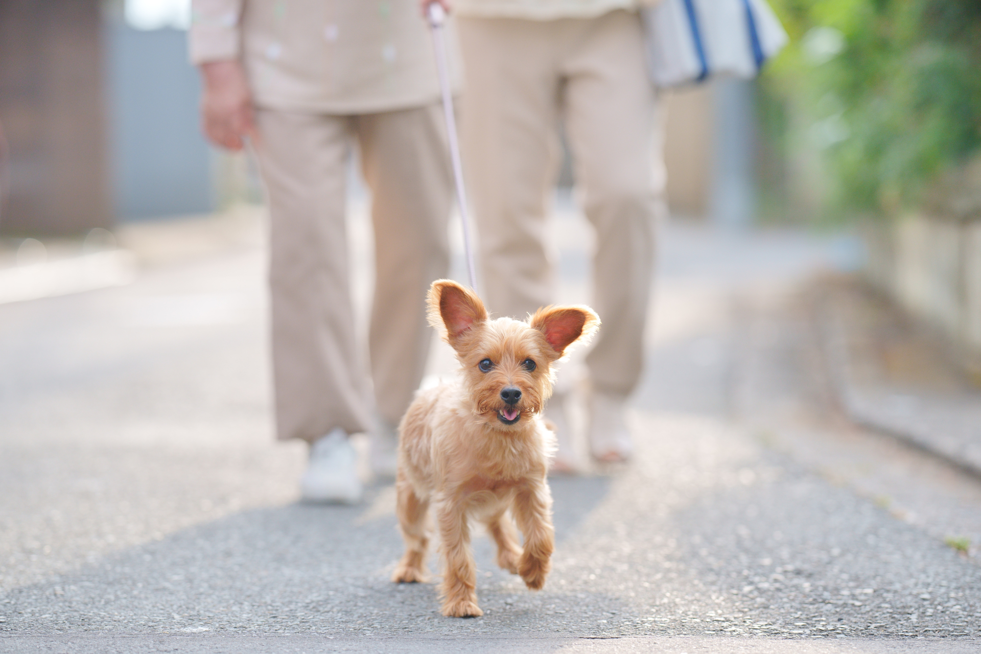 お出かけの日、愛犬のごはんはどうする？ ～犬が安心して食事できる「タイミング」を考える～