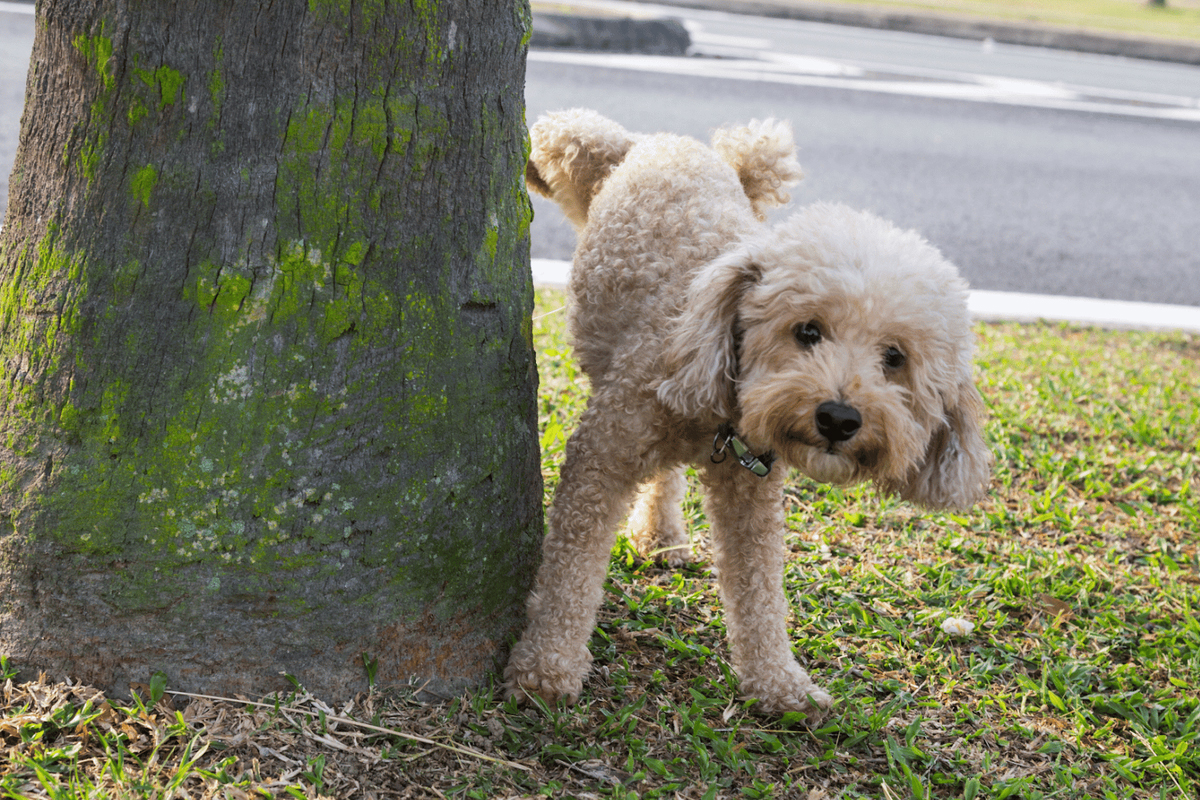 トイレのしつけがうまくいかないとき、見直したいこと ～行動だけでなく、生活のリズムに目を向けて～