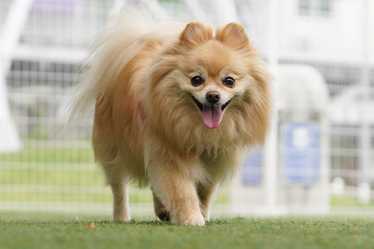 ポメラニアンの体質を知ると、ごはん選びが変わる ～小さな体に寄り添う食事の考え方～