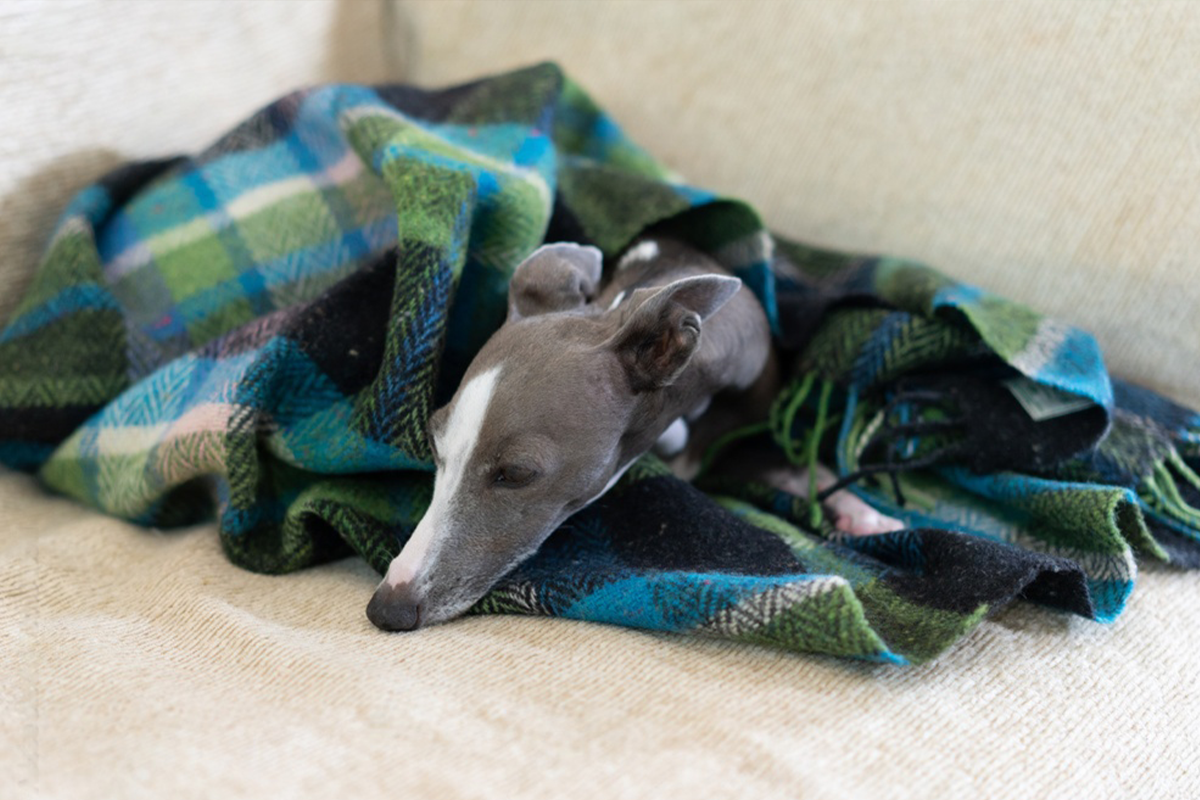 寒さが原因かも？冬に見られやすい犬の変化と食事でできる対策 ～体のサインに気づき、内側から整える～