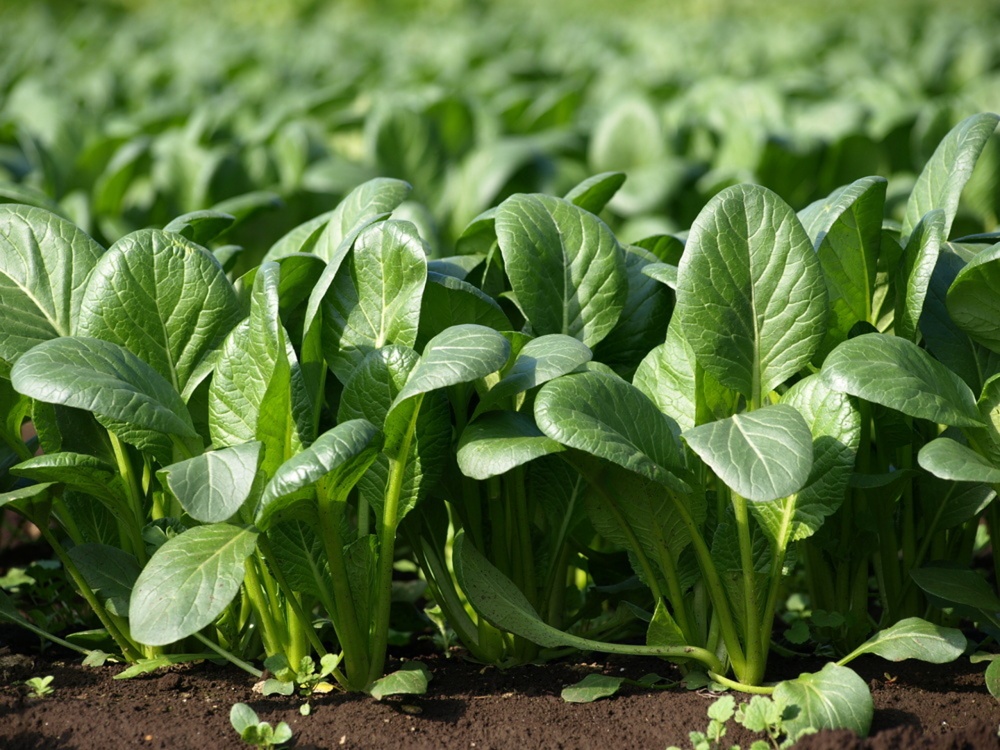 冬に甘くなる「小松菜」、犬のごはんにうれしい理由 ～寒い季節こそ、身近な野菜の力を見直す～