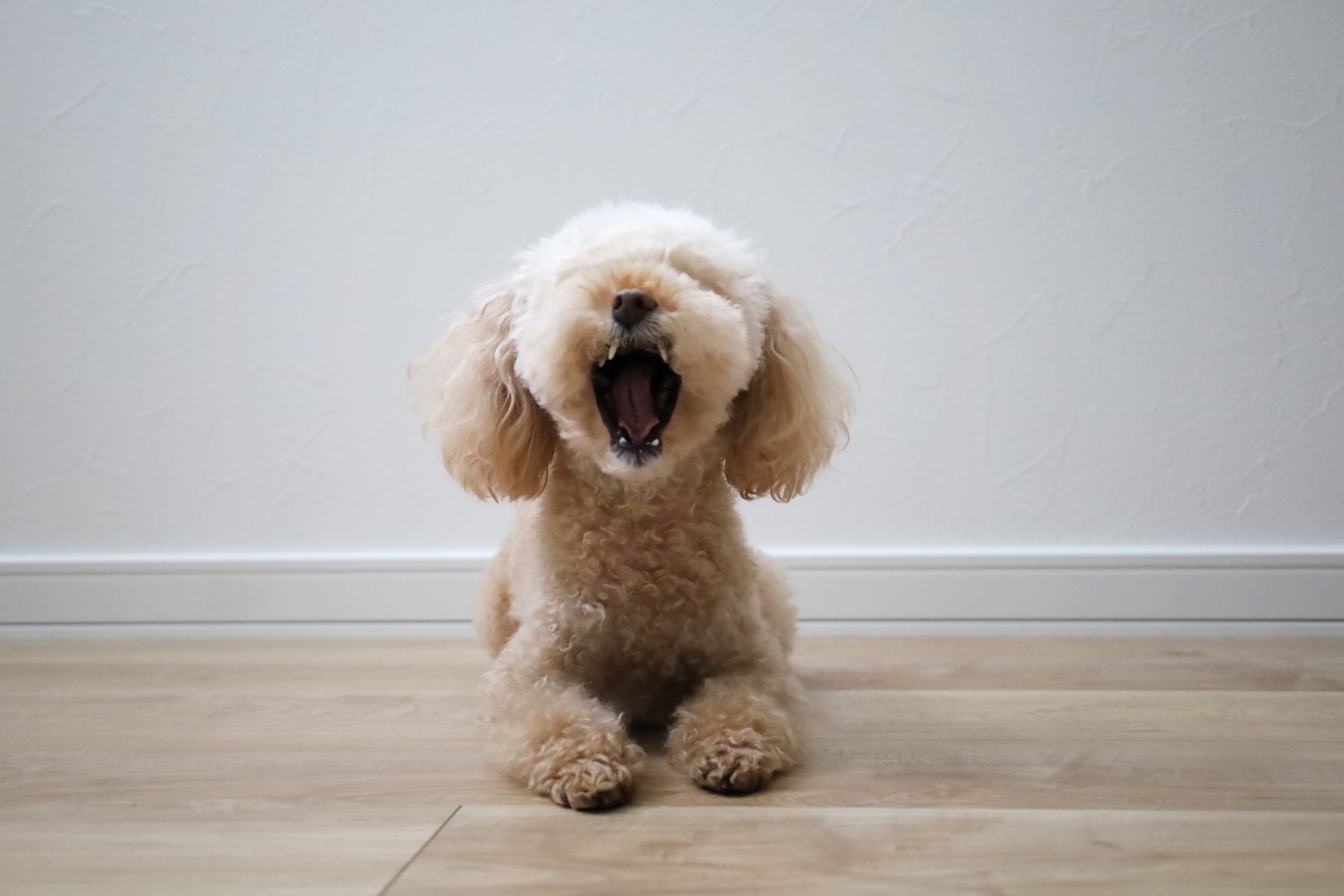 最近、愛犬の口臭が気になりはじめたら ～歯石だけじゃない、毎日のケアの考え方～