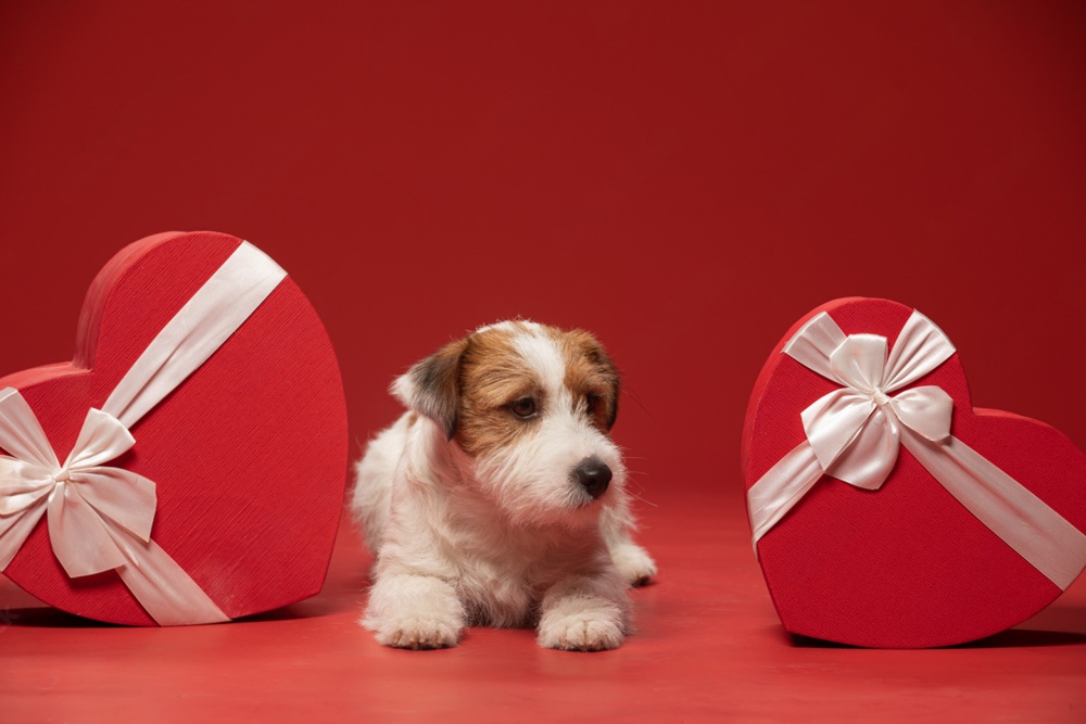 犬と楽しむバレンタイン ～“一緒に過ごす時間”を贈るという選択～