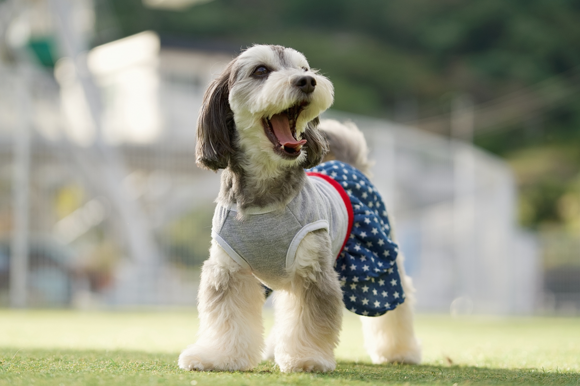 MIX犬と暮らすということ ～“この子らしさ”に合わせたごはんの考え方～