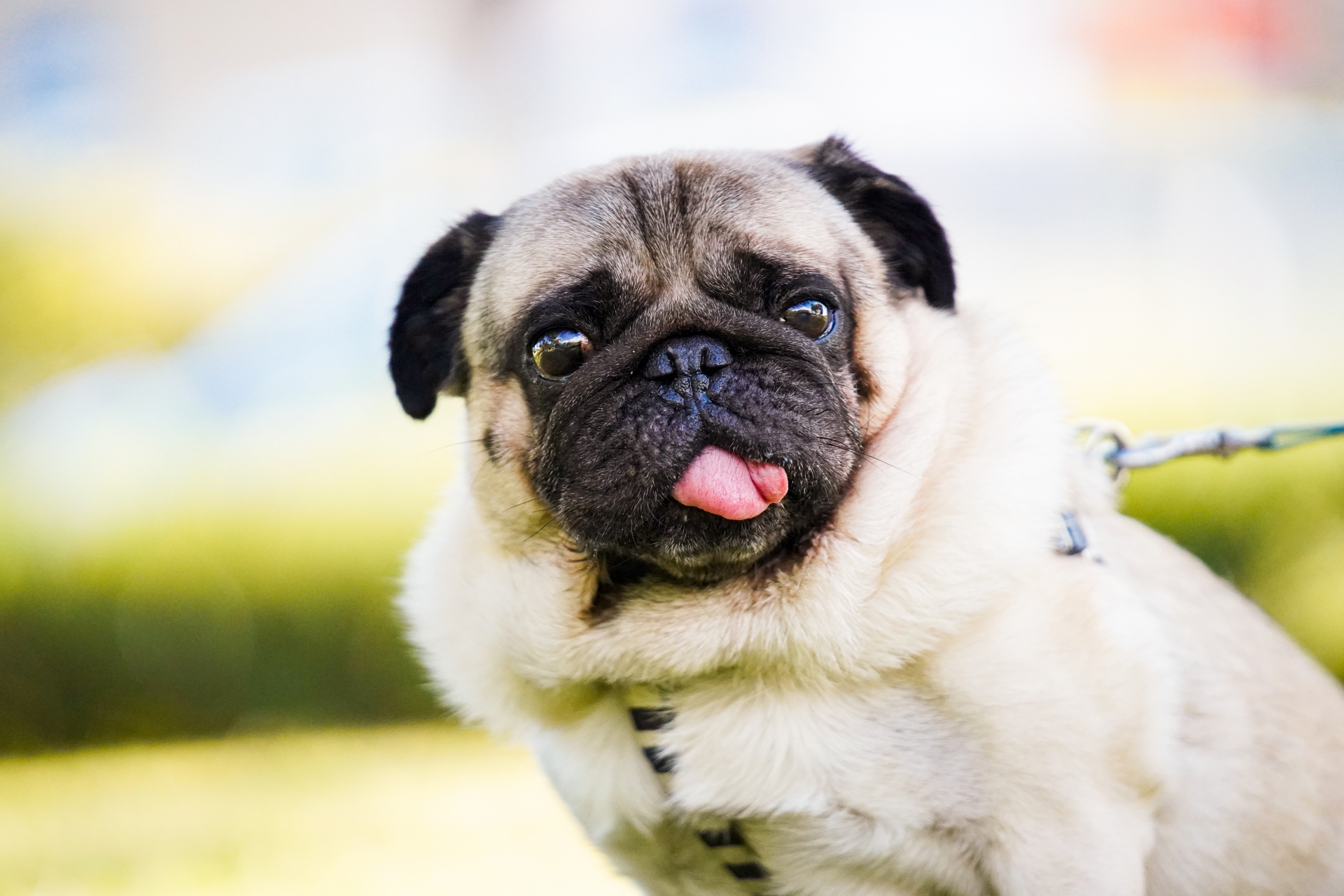 パグあるあると食事の話 ～食いしん坊なパグと暮らすときのごはんのヒント～