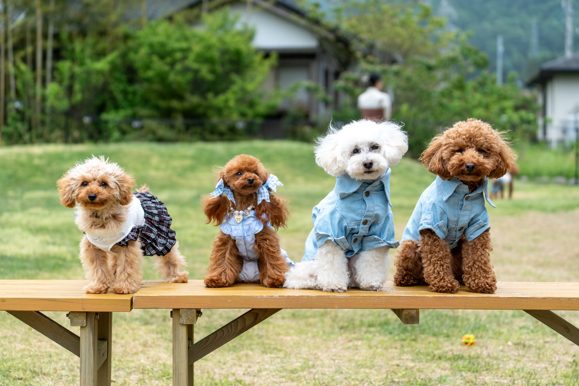 春になると増える？愛犬のちょっとした変化 ～季節の変わり目に見られる行動の考え方～