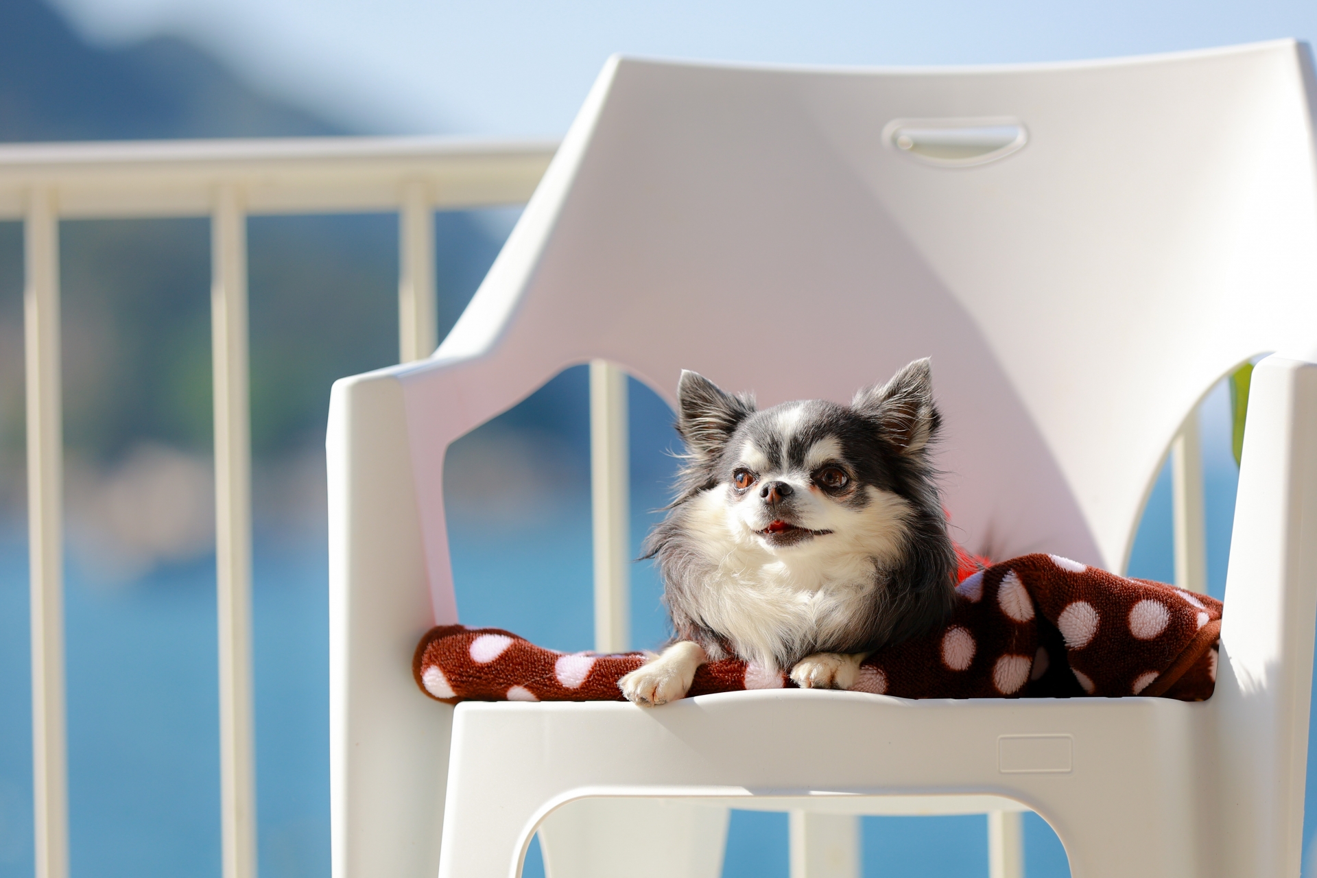 暖かくなってきた今、見直したい愛犬の水分補給 ～毎日のごはんで意識したいポイント～