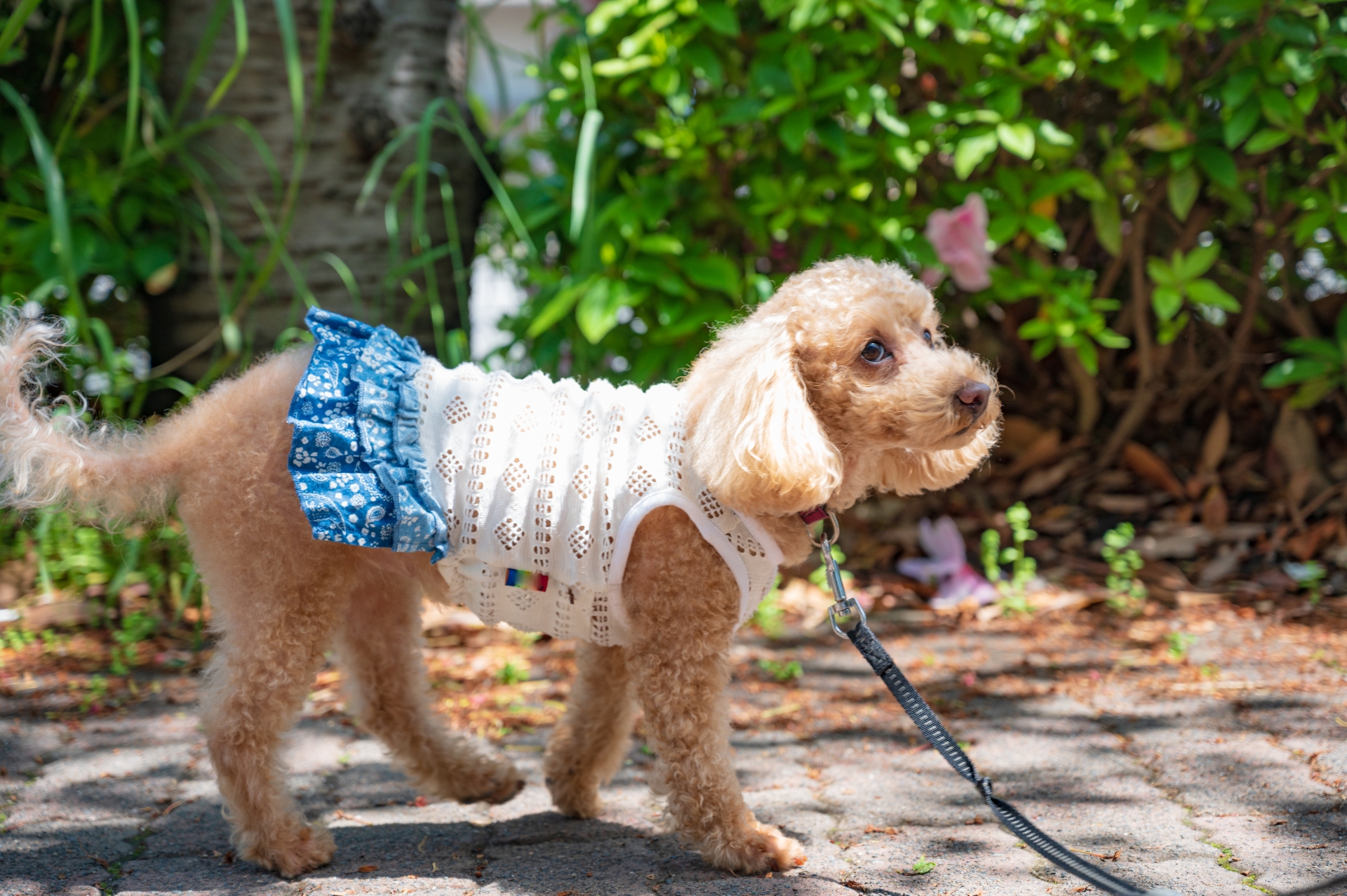 フィラリア・ノミダニの季節に考えたい、愛犬の健康習慣 ～春の予防シーズンとの向き合い方～