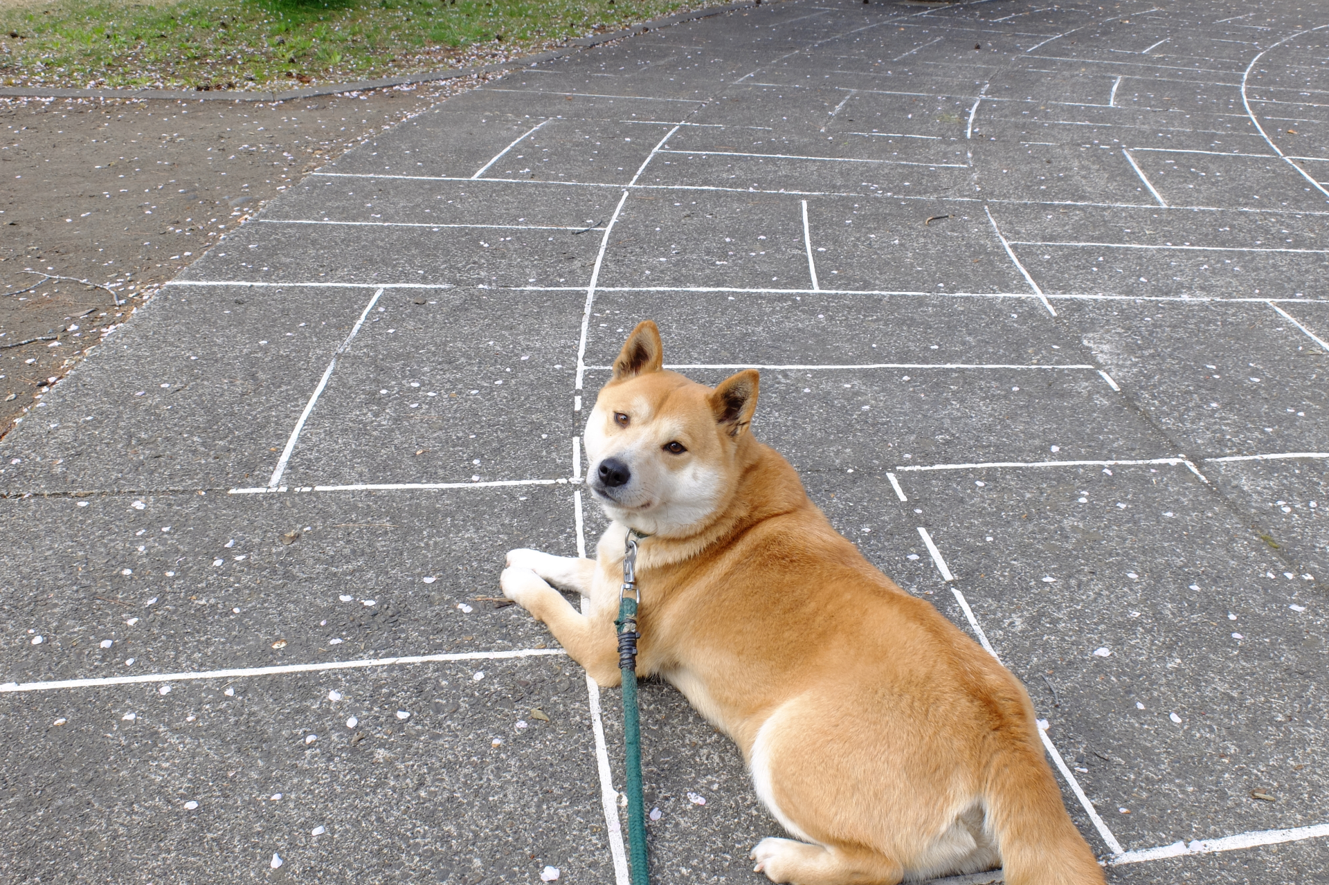 ゴールデンウィーク明け、ちょっと疲れていませんか？ ～飼い主のペースと愛犬との向き合い方～