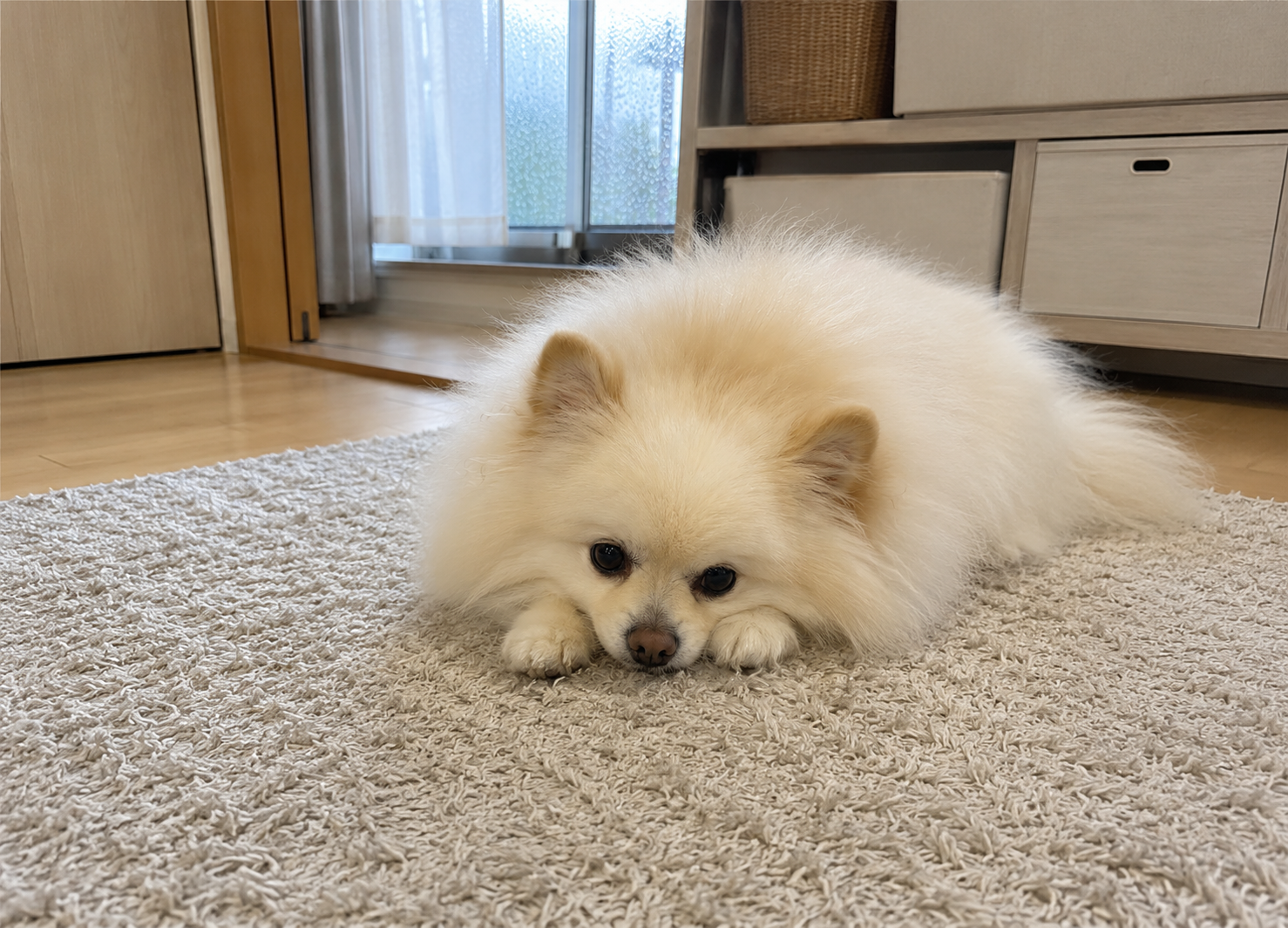 ポメラニアン、梅雨のカットどうする？ ～毛が長い犬種だからこそ考えたい、この季節の整え方～