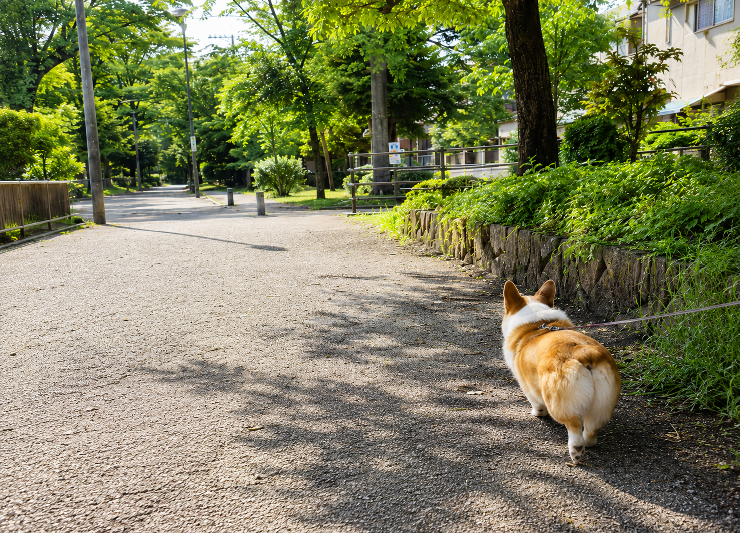 今年の夏は、どこへ行こう？ ～愛犬と楽しむ、夏ならではの過ごし方～