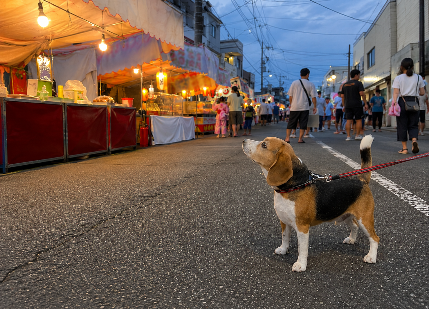 ビーグル、お祭りの屋台が気になって仕方ない！ ～鼻がいい犬種ならではの夏あるある～